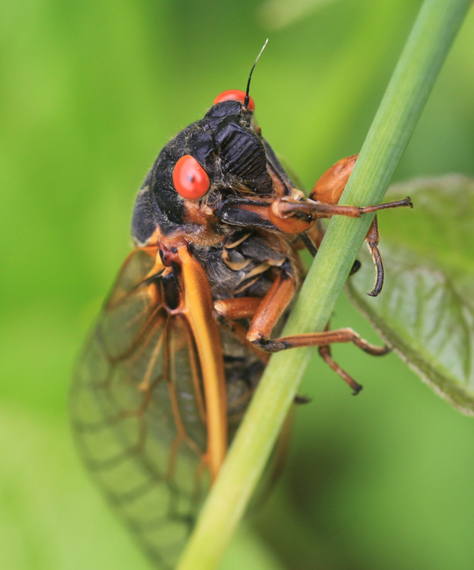 The Baypoll Blog Magicicada