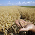 Noua politică agricolă:  mai multă ecologie, corectitudine şi securitate alimentară