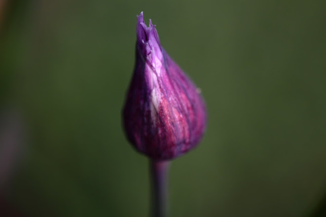 New Chive Buds