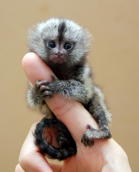 pigmy+marmoset.jpg