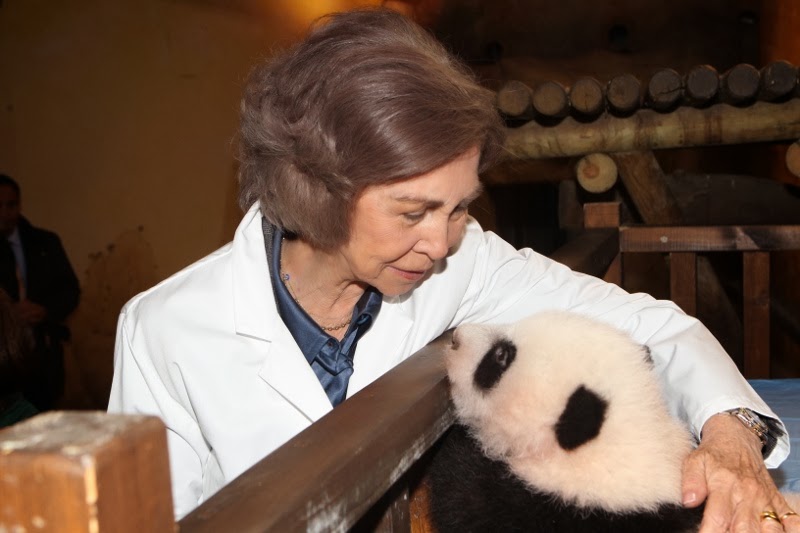 Andi Amo Party Pandas