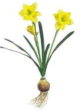 Daffodil Bulb