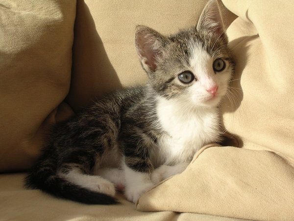 cute little kittens pets cute and docile guiness world record worlds fattest cat 2012 - Smallest Cat In The World Guinness 2012 cute little kittens pets cute and docile guiness world record worlds fattest cat 2012 - Smallest Cat In The World Guinness 2012