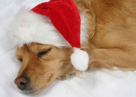 Funny Christmas Animal