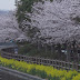雨の金山川桜公園