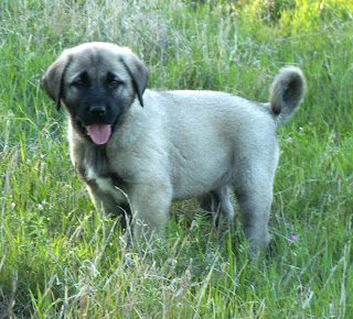 Kangal Puppy Picture