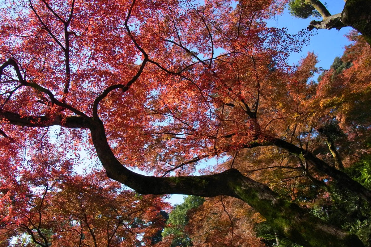 歩け 歩け ウオーキングだっ おもてなしの町 基山 の紅葉を訪ねて