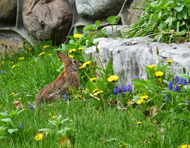 Occasional Toronto Bunny In The City
