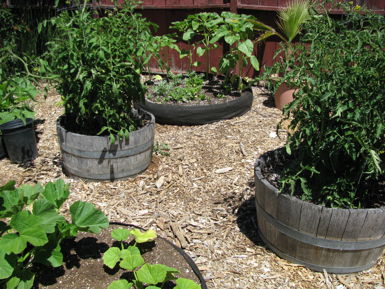 Landscape Redo Garden with raised beds and fabric pots