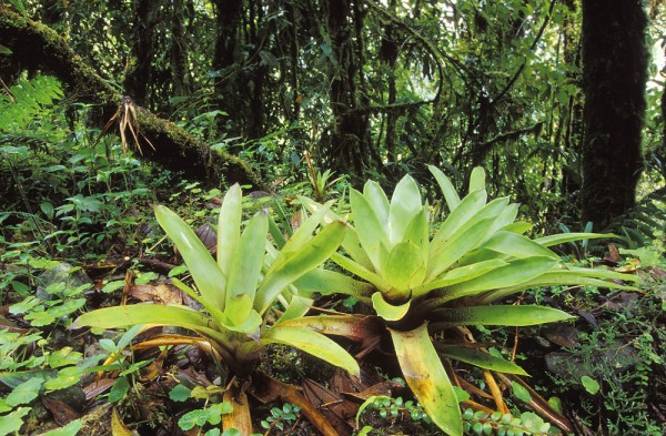 HISTORIA TURISMO COSTA RICA historia turismo costa rica: