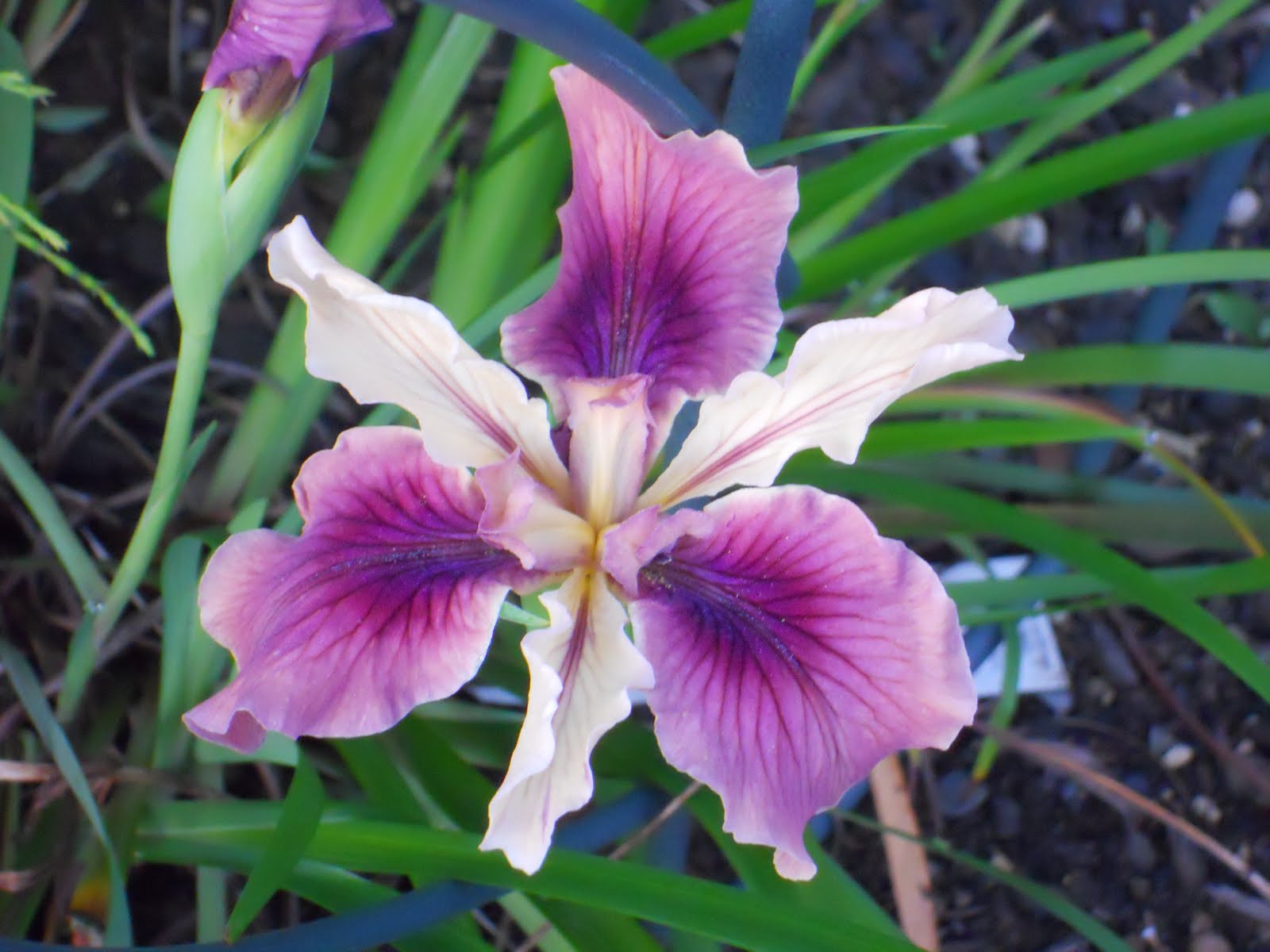 Beech Street Gardens May 2011