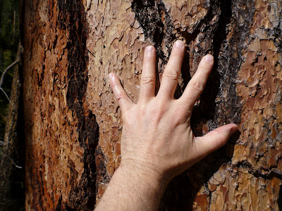 Hand on Pinus Ponderosa 