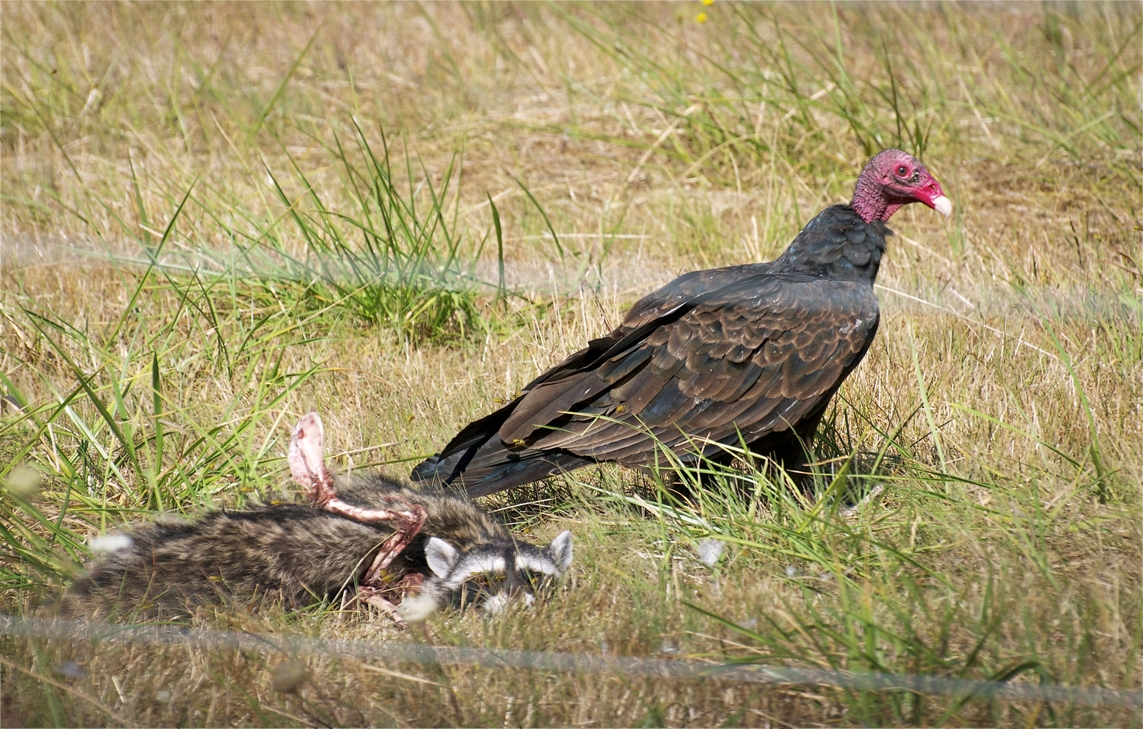 nw bird blog turkey vulture nw bird blog turkey vulture
