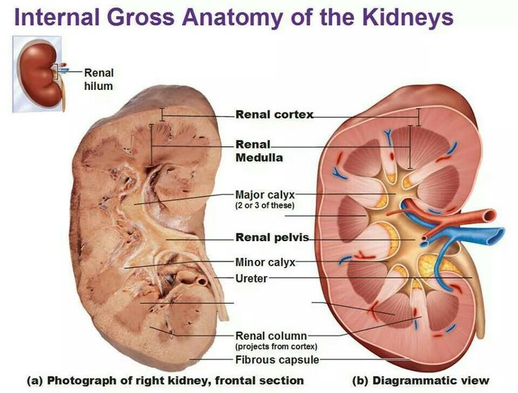 anatomy of the kidney and ureter
