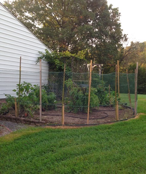 Grow It Eat It: Side yard garden with critter fence