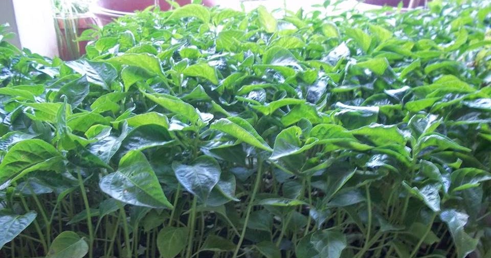 jual bibit tanaman tomat dan cabe rawit siap tanam semua jual bibit tanaman tomat dan cabe rawit siap tanam semua