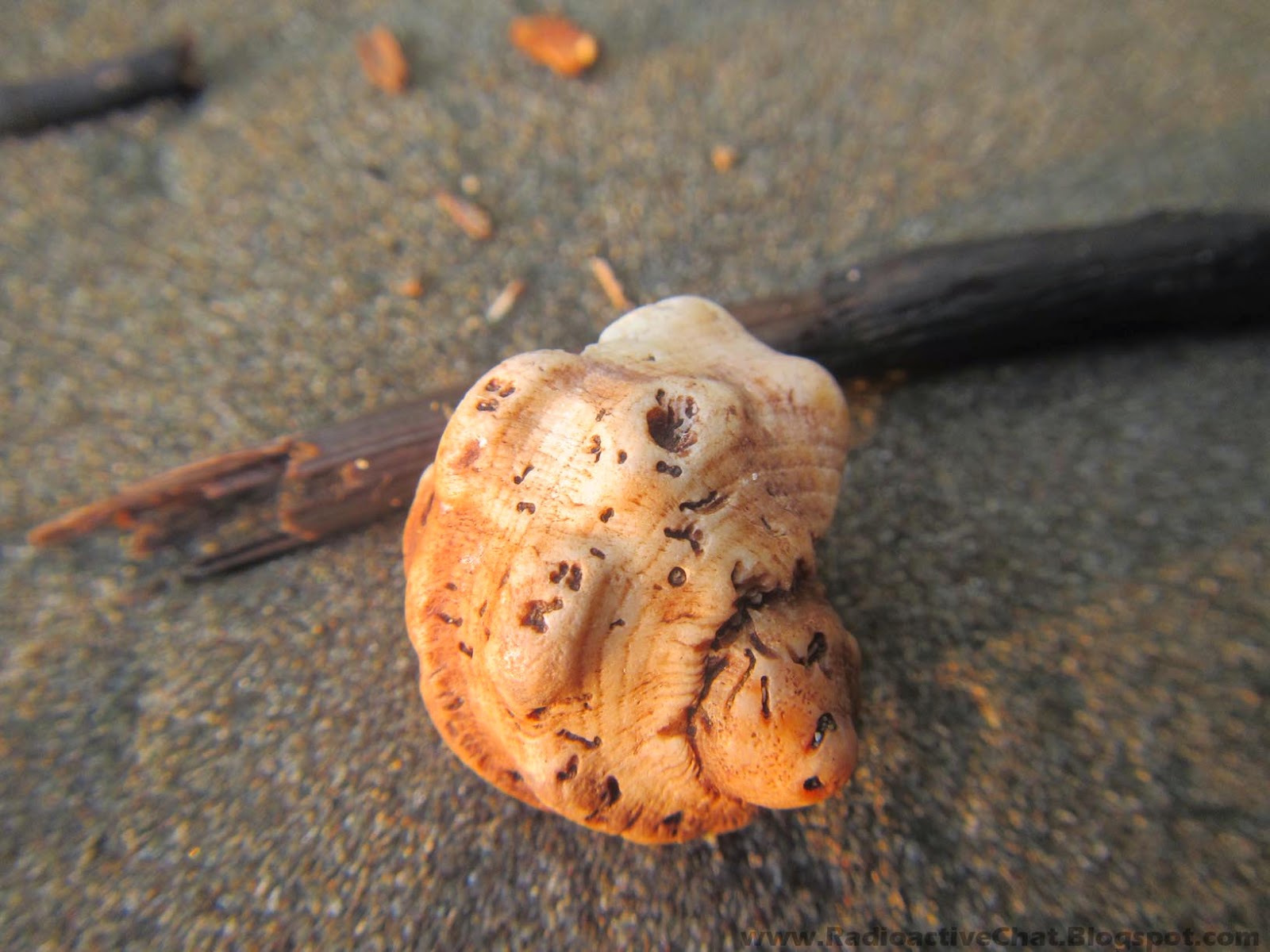 Costa Rica Pacific Coast Mutated Coenobita Clypeatus Hermit Crabs Photo 2 Costa Rica Pacific Coast Mutated Coenobita Clypeatus Hermit Crabs Photo 2