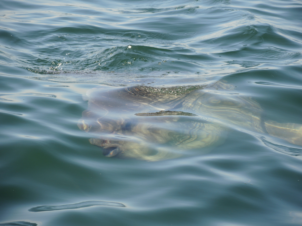 right whale research blog