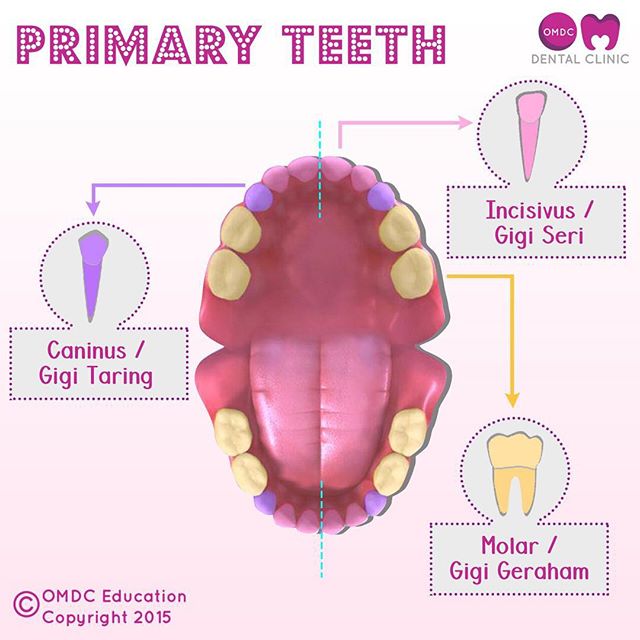 "GIGI SUSU & GIGI PERMANEN"