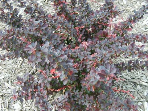 Barberry Types Medicinal Uses Nutrition Benefits And Side