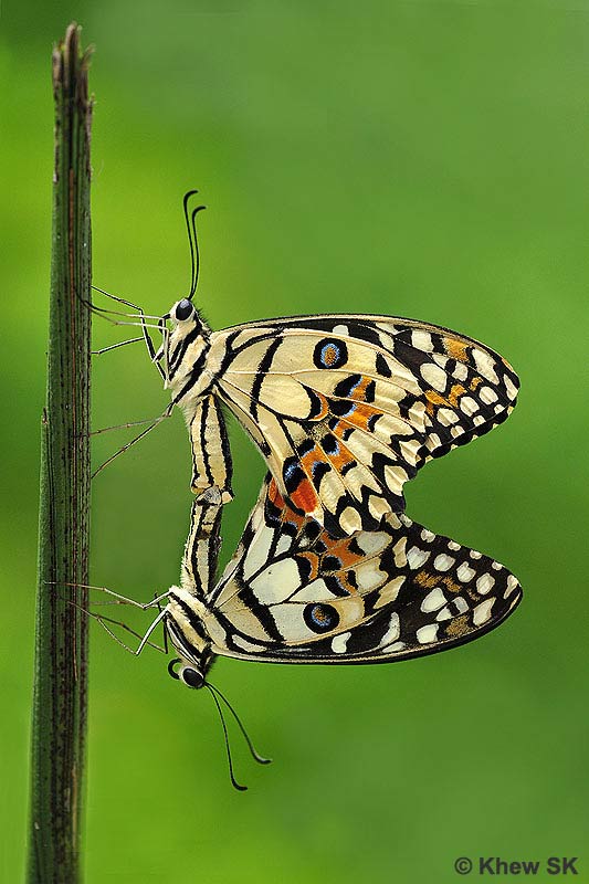 Butterflies of Singapore Life History of the Lime Butterfly v2.0