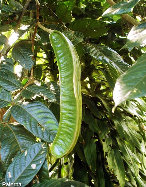 EL SALVADOR DE AYER Y HOY PATERNA. Ya son escasas las vistas de estos