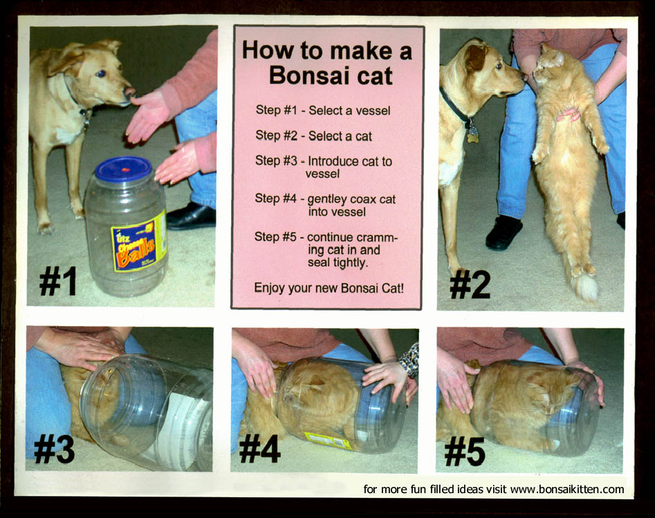 Bonsai Cat,Trend Baru untuk Hiasan Dalaman Yang Menyiksa Kucing