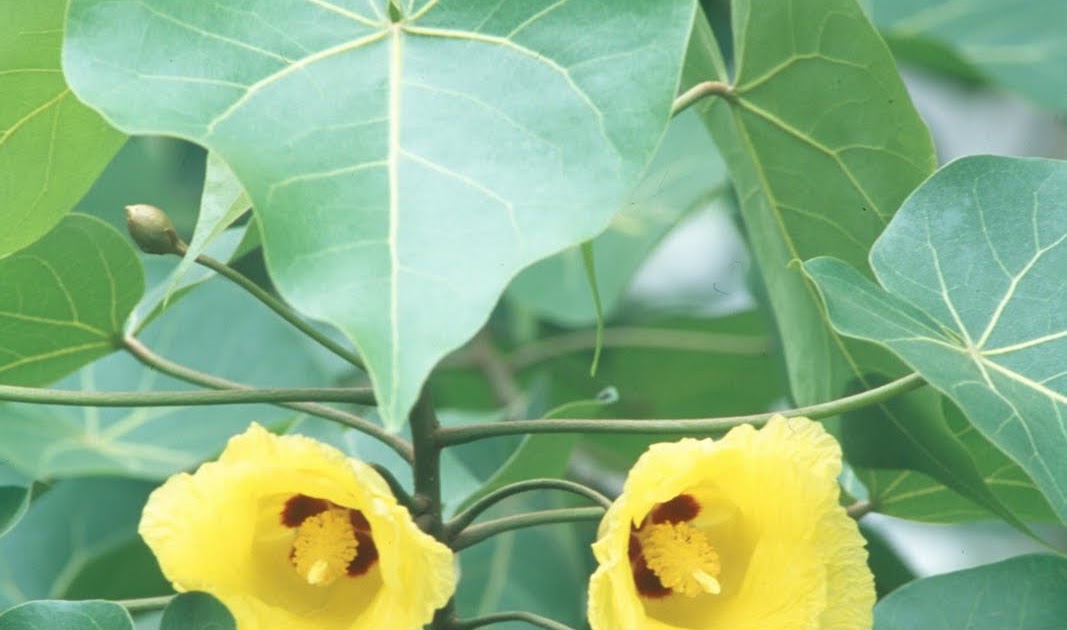 Thespesia populnea, Bhend Flowering Plants and Pictures