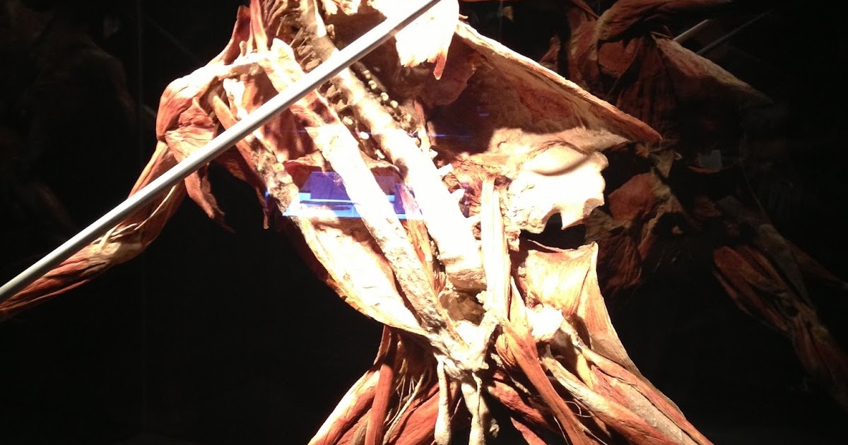 Beauty in New York City: Discovery Times Square - BODY WORLDS: PULSE