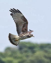 SNAIL KITE