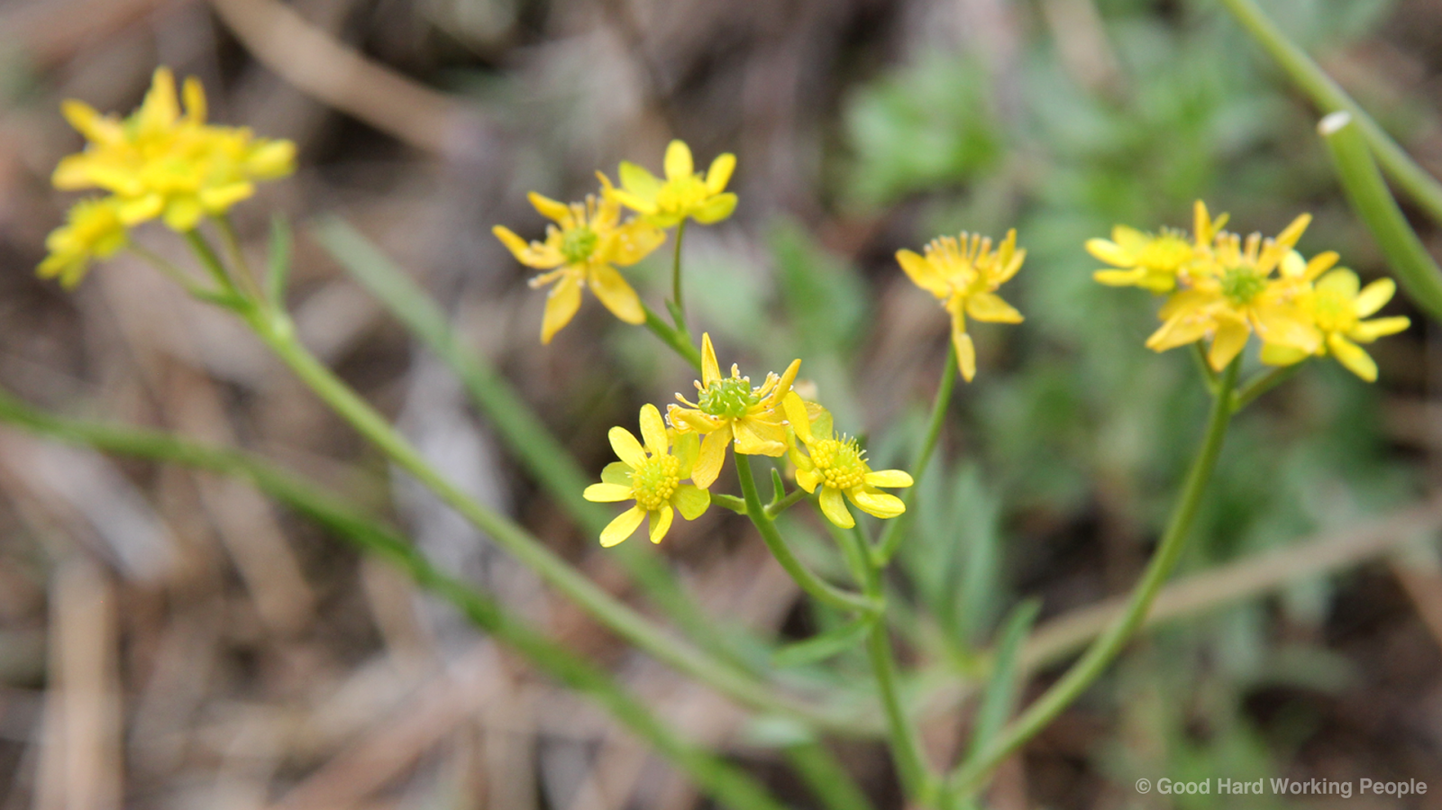 Photos of Colorado Wildflowers in Spring
