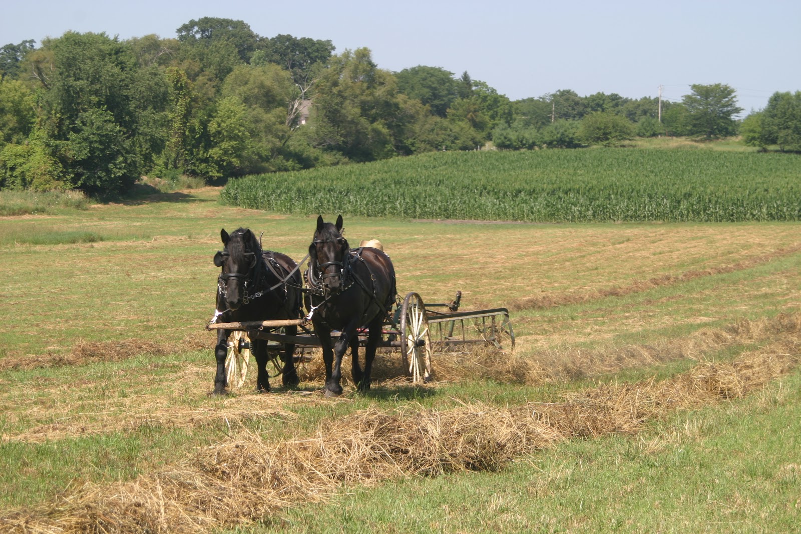 Mowing Hay