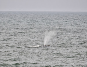 Video de ballena en Cabo Corrientes