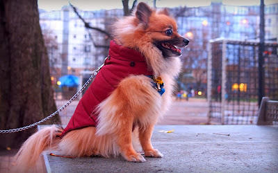 Pomeranian Dog coat Berlin Autumn