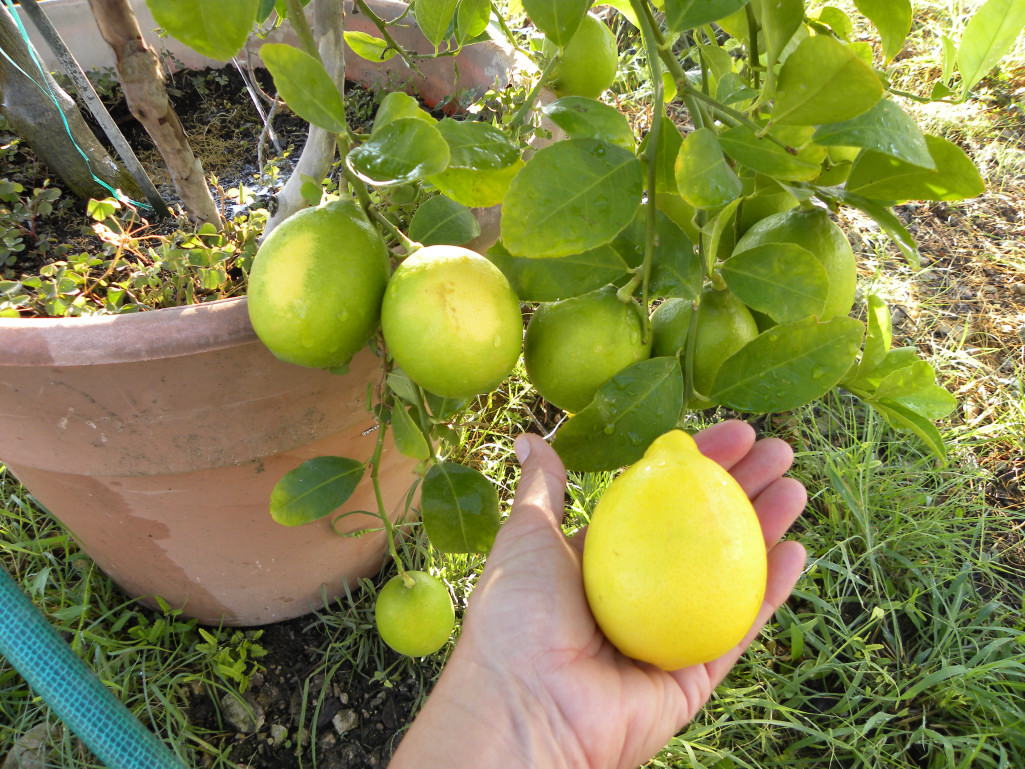 Diane's Texas Garden Lemon Tree