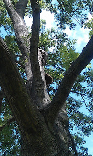 Innonotus hispidus On Ash Trees