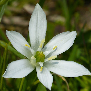 http://wild-flowers-of-europe.blogspot.nl/2014/10/ornithogalum-umbellatum.html