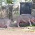 Hippopotamus and Rhinoceros at Trivandrum Zoo