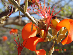 Abelha arapuá na flor do mulugu