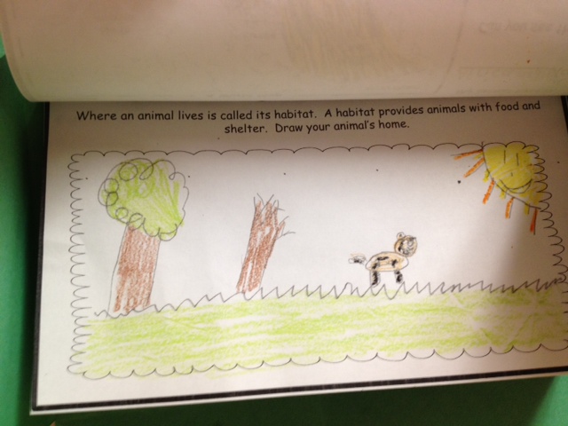 Buzzing About Second Grade: Animal Camouflage Reports and Safari Guide
