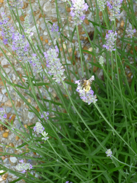 'Hidcote' English lavender and bumblebee