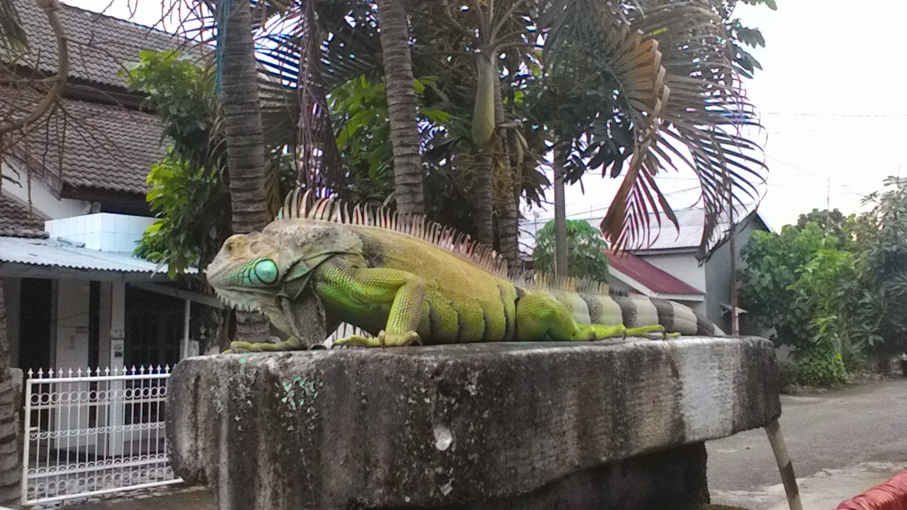 iguana besar