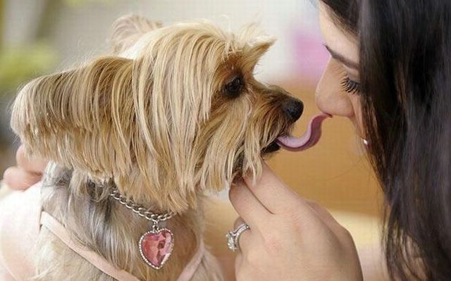 5 Penyakit Yang Bisa Dideteksi Oleh Anjing [ www.BlogApaAja.com ]
