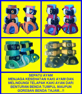 sepatu ayam, sepatu ayam antibubul, cara menghindari bubul ayam, cara mengobati bubul ayam, sepatu ayam jago, sepatu ayam bubulan, sepatu ayam aduan