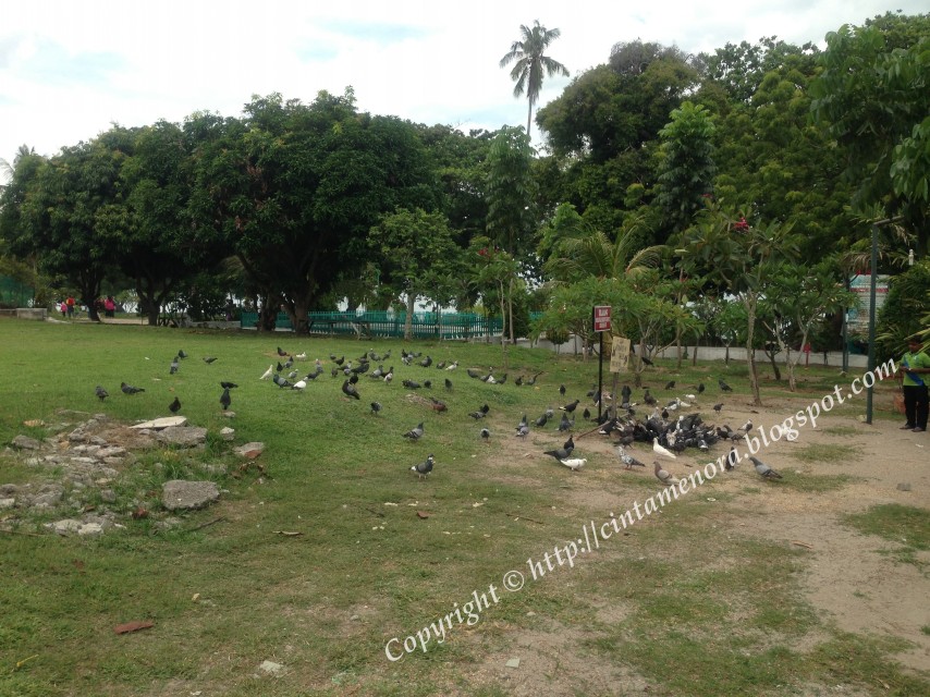 Pulau-Besar-Melaka-1345.jpg kawasan burung merpati