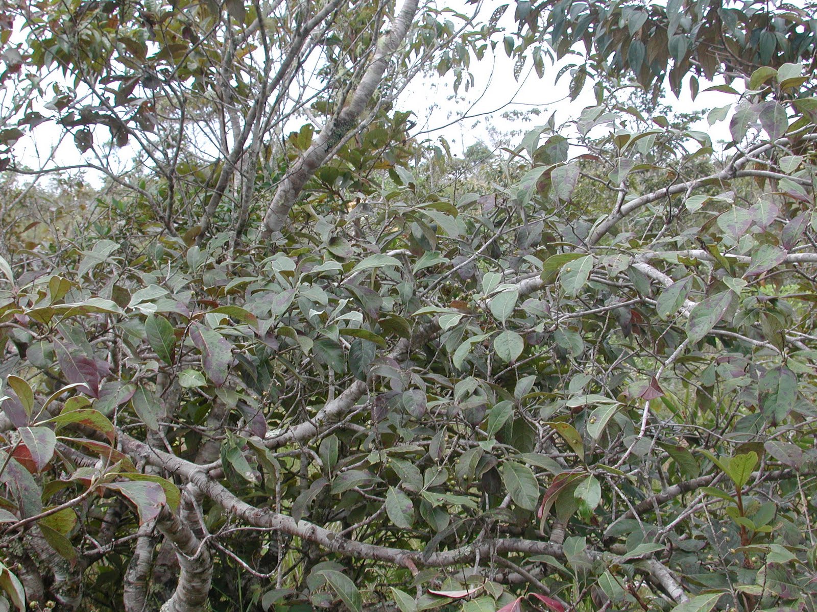ECOSISTEMAS DE COSTA RICA SABANA ARBUSTIVA