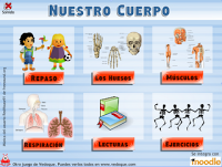 CUERPO HUMANO