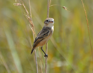 Cock-Tailed Tyrant, Alectrurus tricolor