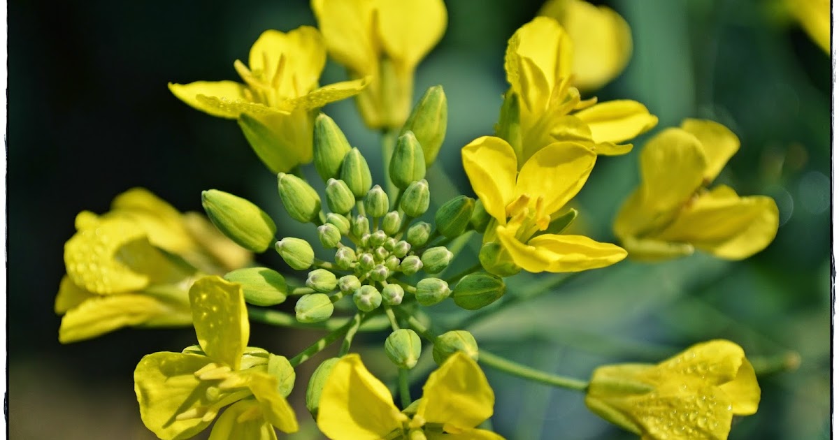 Arvind Katoch Photography Dew Drops on Yellow Mustard Flowers and Buds