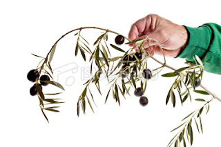 extending-an-olive-branch.jpg